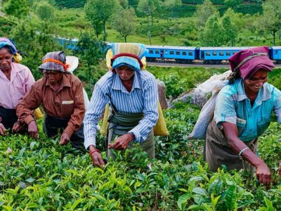 Tea-Plantations-to-Visit-in-Sri-Lanka-1290x540