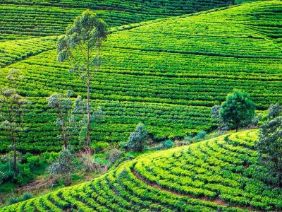 b130509017-banner-size